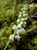 Goodyera repens