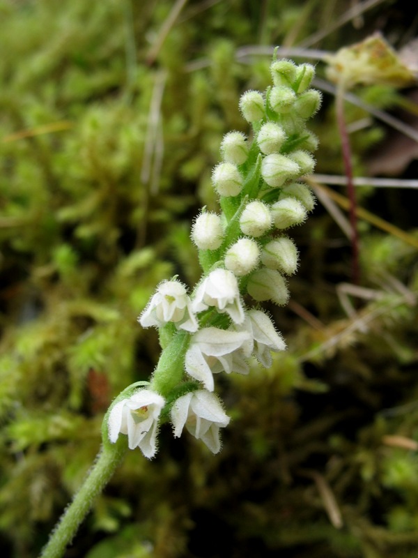 Изображение особи Goodyera repens.