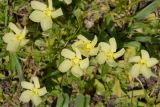 Gentiana oschtenica