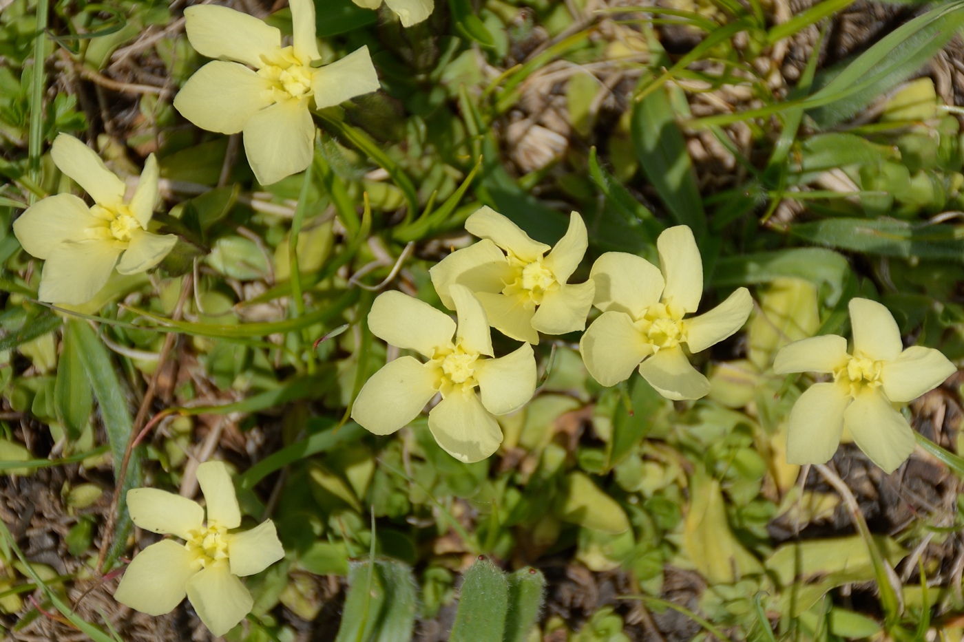 Image of Gentiana oschtenica specimen.