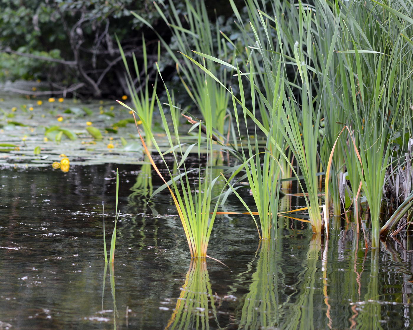 Image of Typha latifolia specimen.