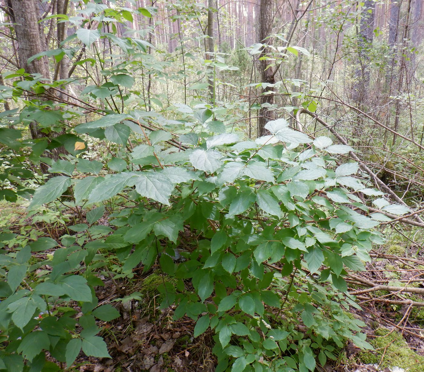 Изображение особи Philadelphus coronarius.