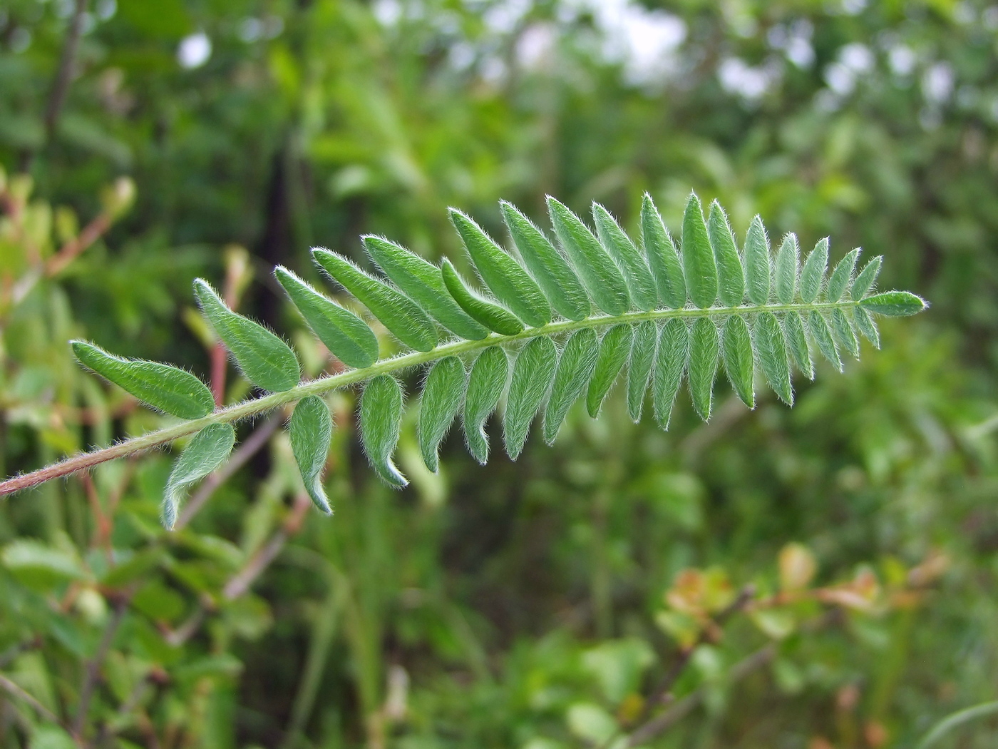 Изображение особи Oxytropis deflexa.