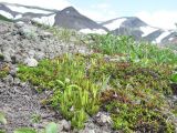 Diphasiastrum alpinum. Спороносящее растение в лишайниково-кустарничковой горной тундре. Камчатский край, Елизовский район, природный парк \"Вулканы Камчатки\", кордон Авачинский перевал, 980 м н.у.м. 18.07.2010.