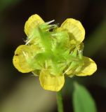 Ranunculus arvensis. Цветок с аномальными пятнами и незрелым плодом. Узбекистан, Ташкентская обл., холмы над г. Газалкент. 28.05.2016.