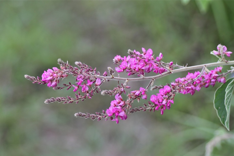 Изображение особи Pseudarthria hookeri.