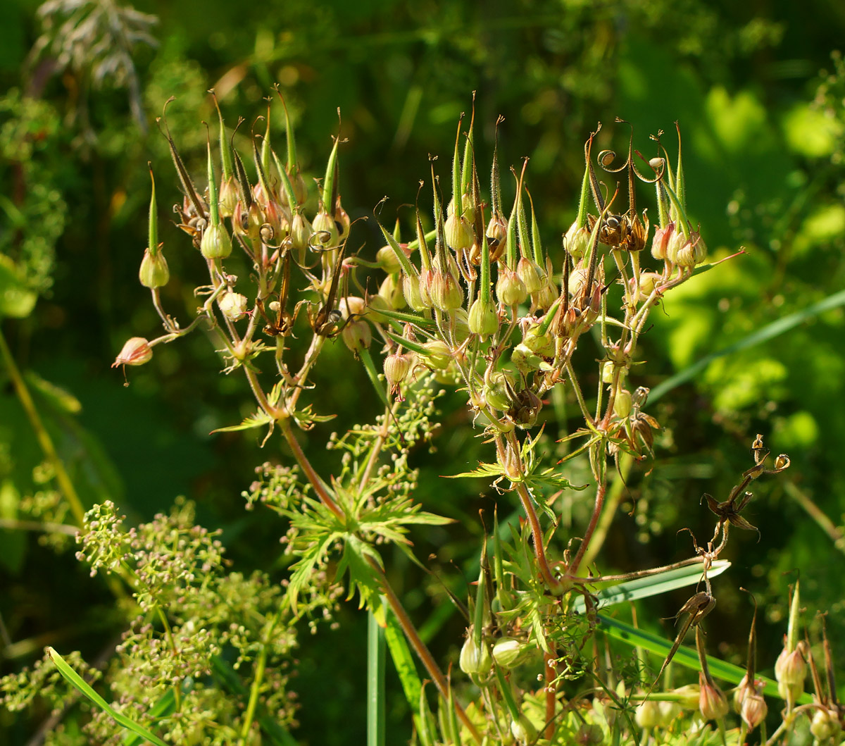 Image of Geranium pratense specimen.