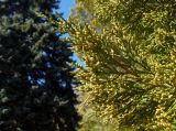 Juniperus virginiana. Верхушка ветви с микростробилами. Украина, г. Запорожье, центральная часть о-ва Хортица, профилакторий \"Запорожсталь\". 18.10.2020.