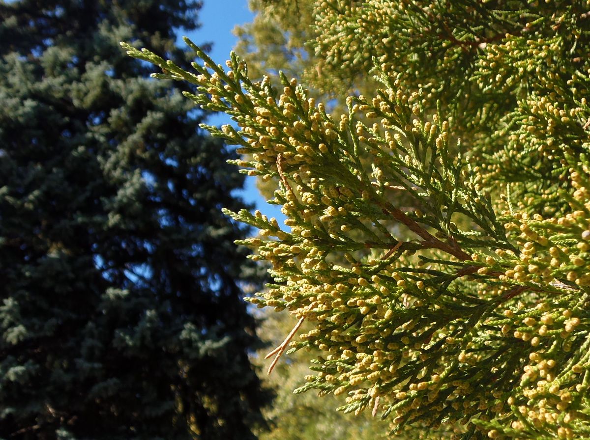 Изображение особи Juniperus virginiana.