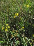 Bupleurum falcatum