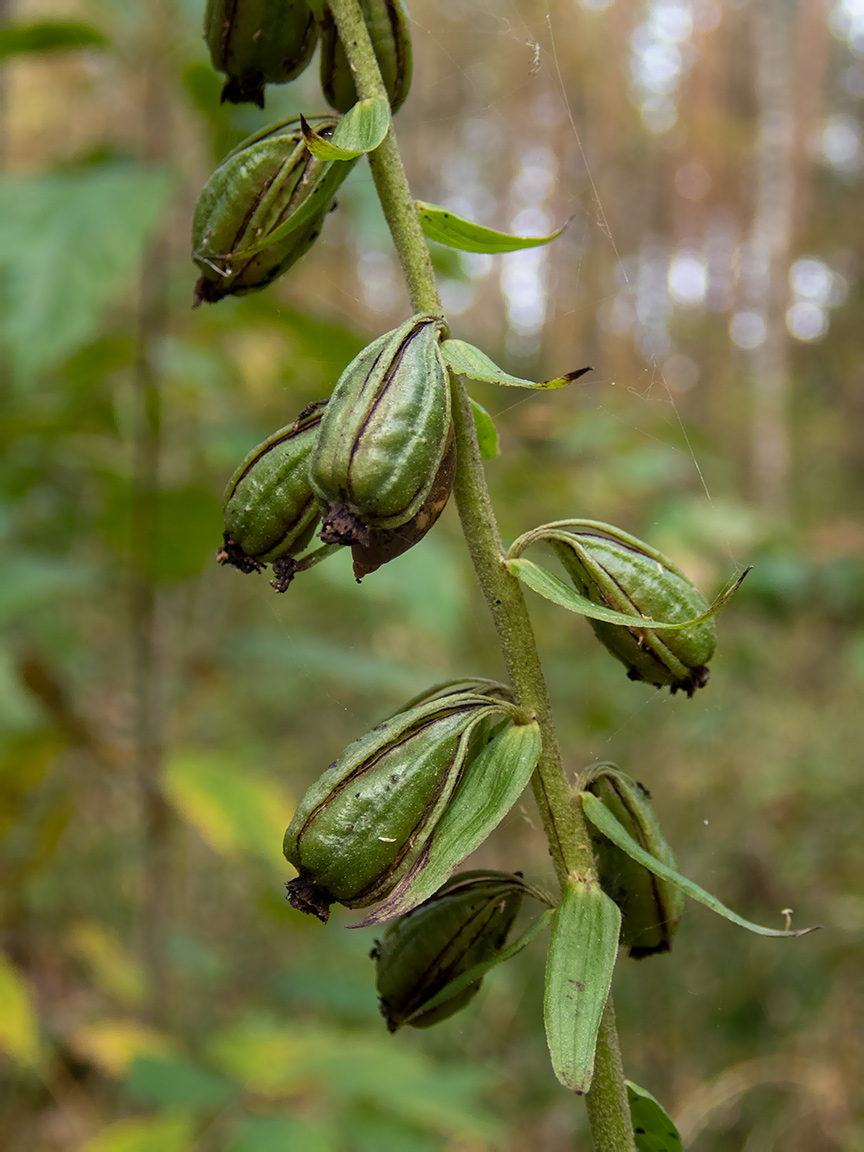 Изображение особи Epipactis helleborine.