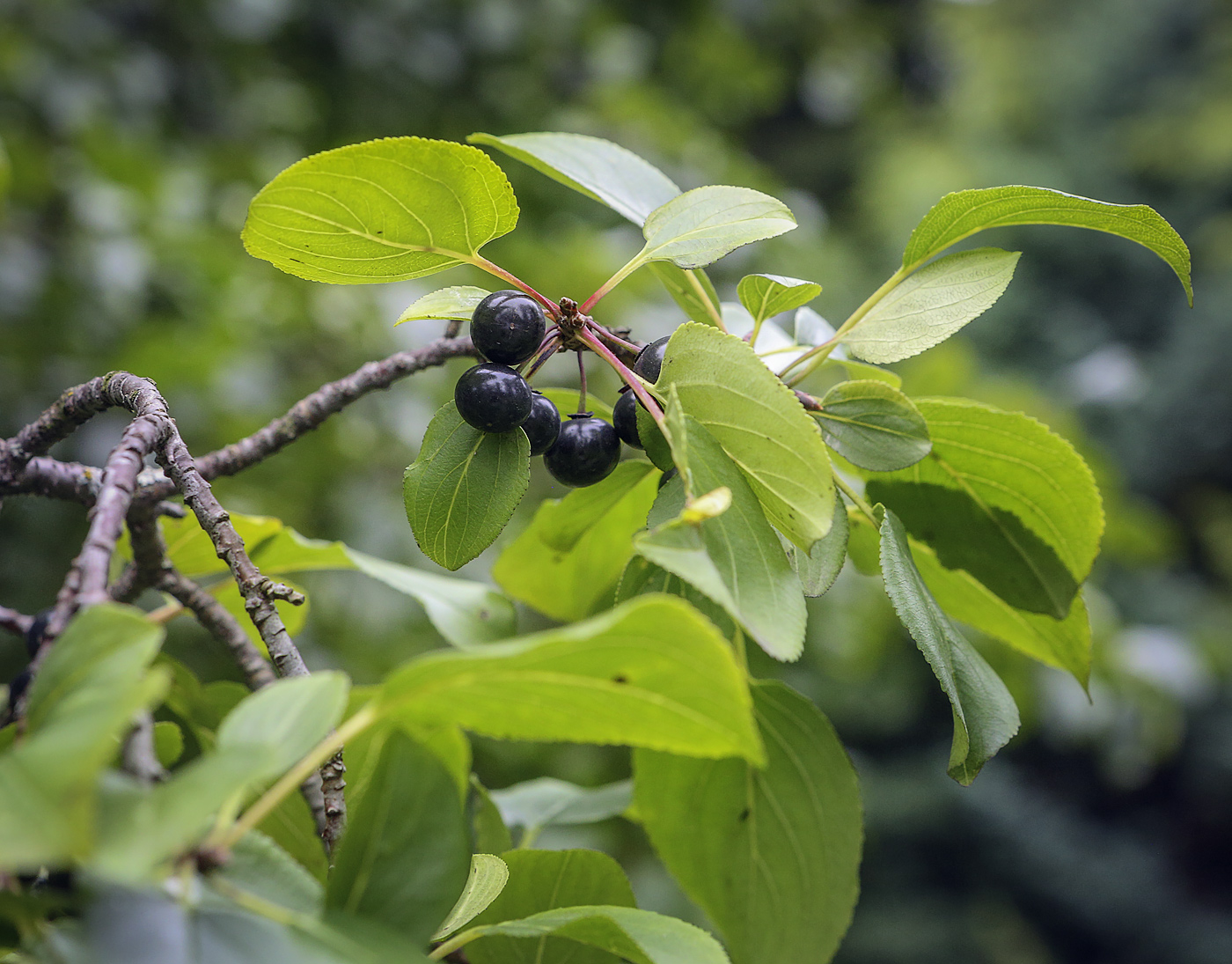 Image of Rhamnus cathartica specimen.