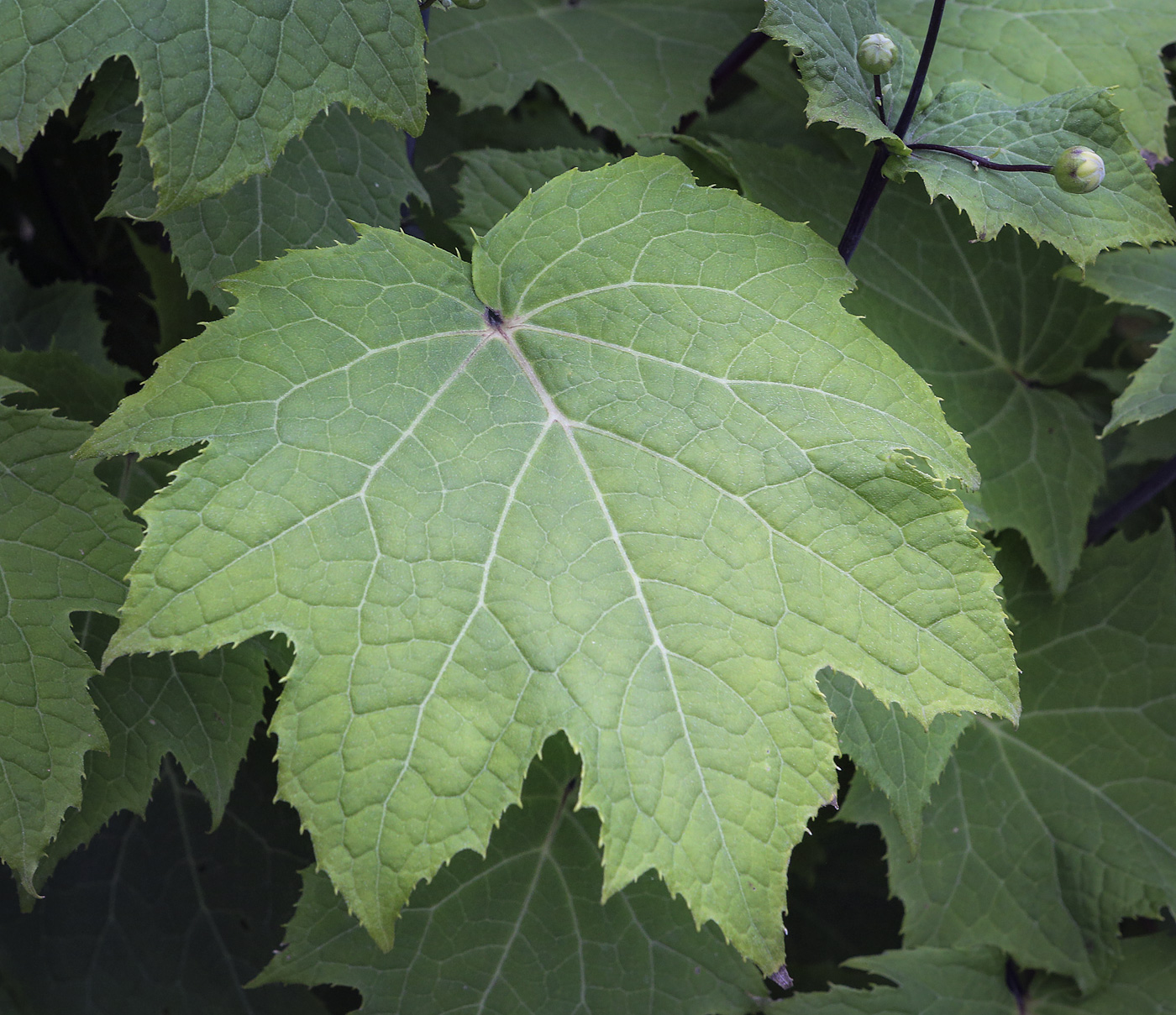 Изображение особи Kirengeshoma palmata.