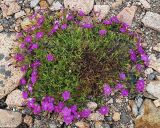Dianthus chinensis. Цветущее растение на береговом валу у Японского моря. Приморский край, Ольгинский р-н, 6 км Ю-В с. Милоградово, бух. Красная Скала. 12.08.2009.