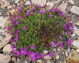 Dianthus chinensis