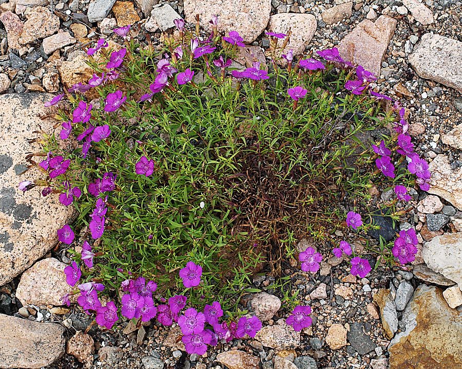 Image of Dianthus chinensis specimen.