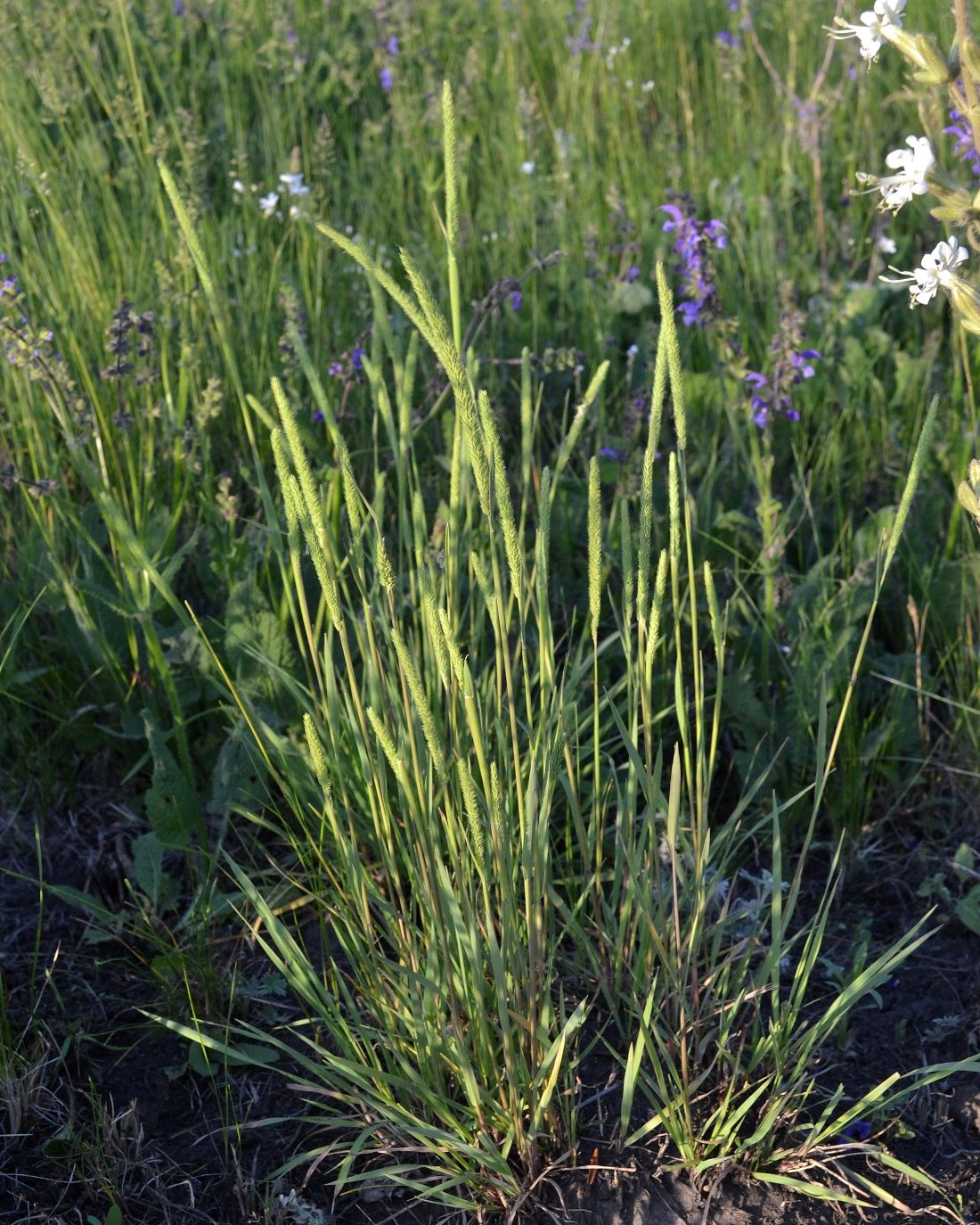 Изображение особи Phleum phleoides.