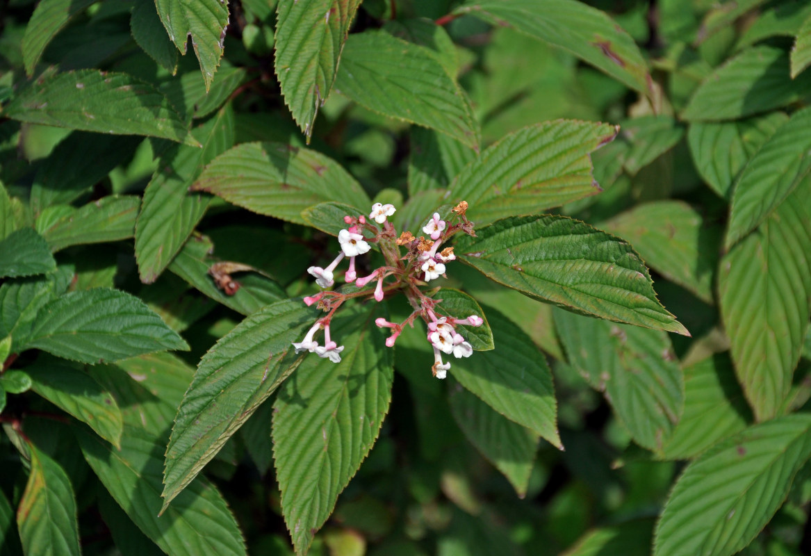 Изображение особи Viburnum farreri.