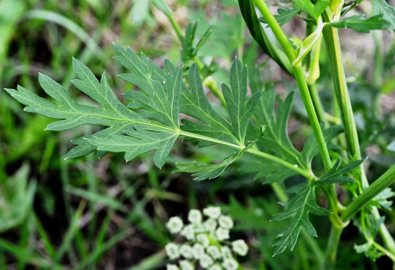 Image of Seseli libanotis specimen.