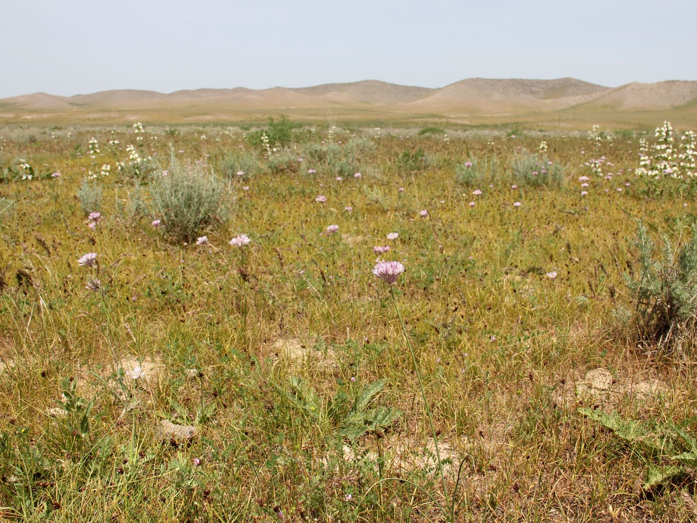 Image of Allium griffithianum specimen.