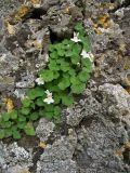 Cymbalaria acutiloba подвид dodekanesi. Цветущее растение в скальной расщелине. Греция, о. Родос, окр. монастыря Панагия Цамбика. 5 мая 2011 г.