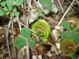 Medicago orbicularis