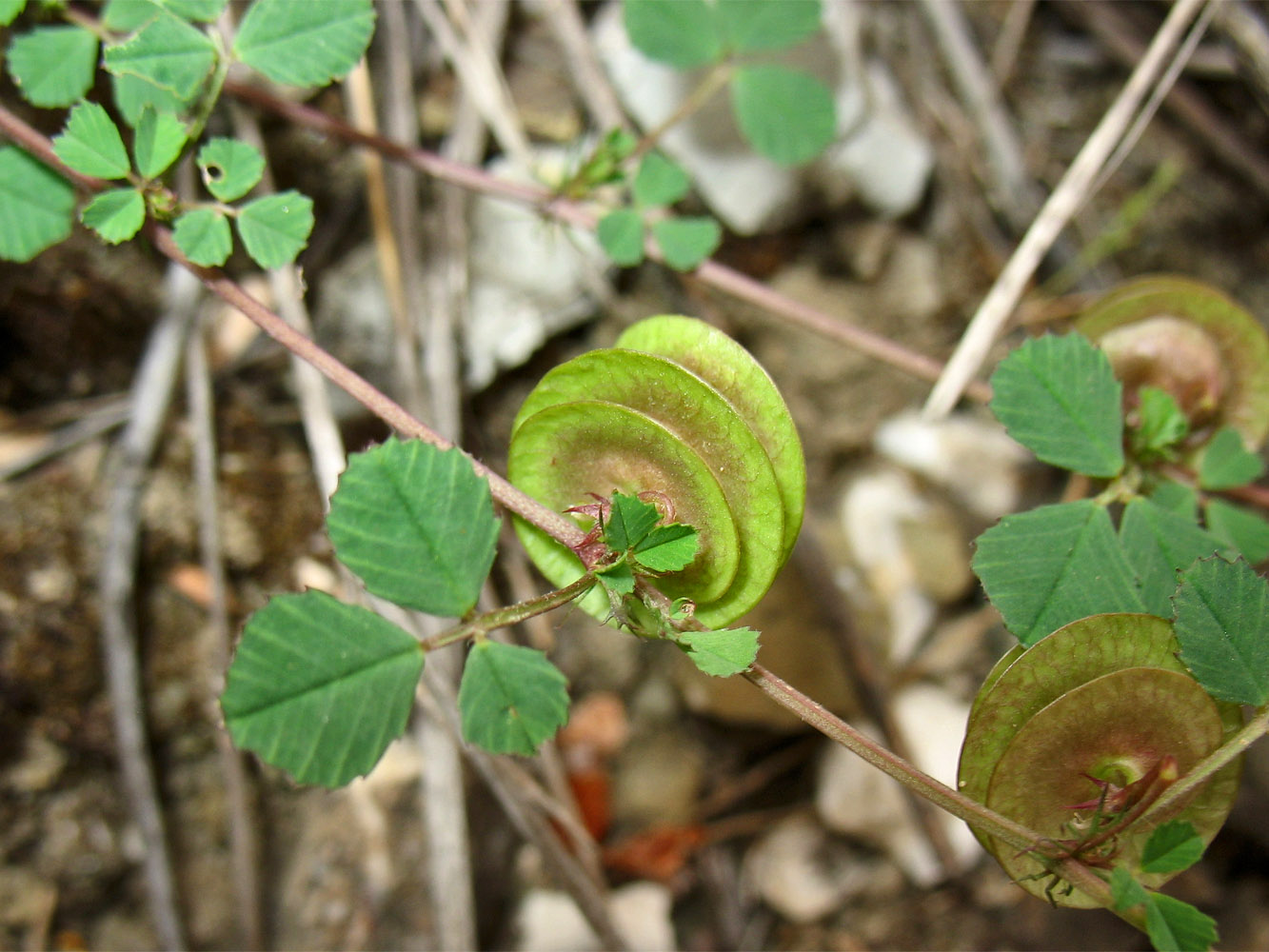 Изображение особи Medicago orbicularis.