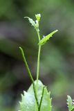 Arabis montbretiana