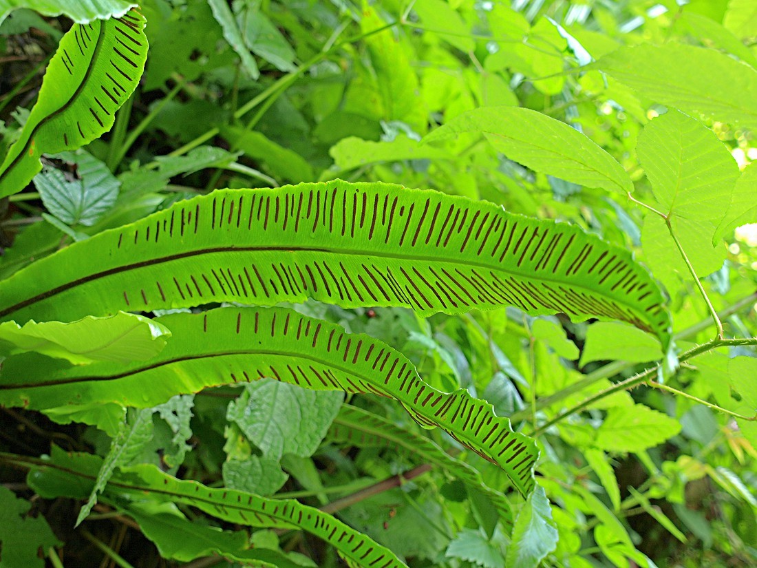 Image of Phyllitis scolopendrium specimen.