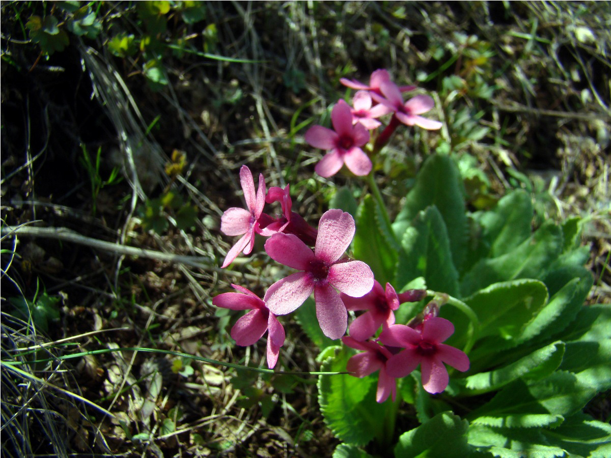 Image of Primula fedtschenkoi specimen.