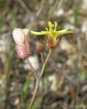 Diplotaxis muralis. Верхушка побега с цветками и бутонами. Краснодарский край, Ейский п-ов, коса Долгая. 28.04.2021.