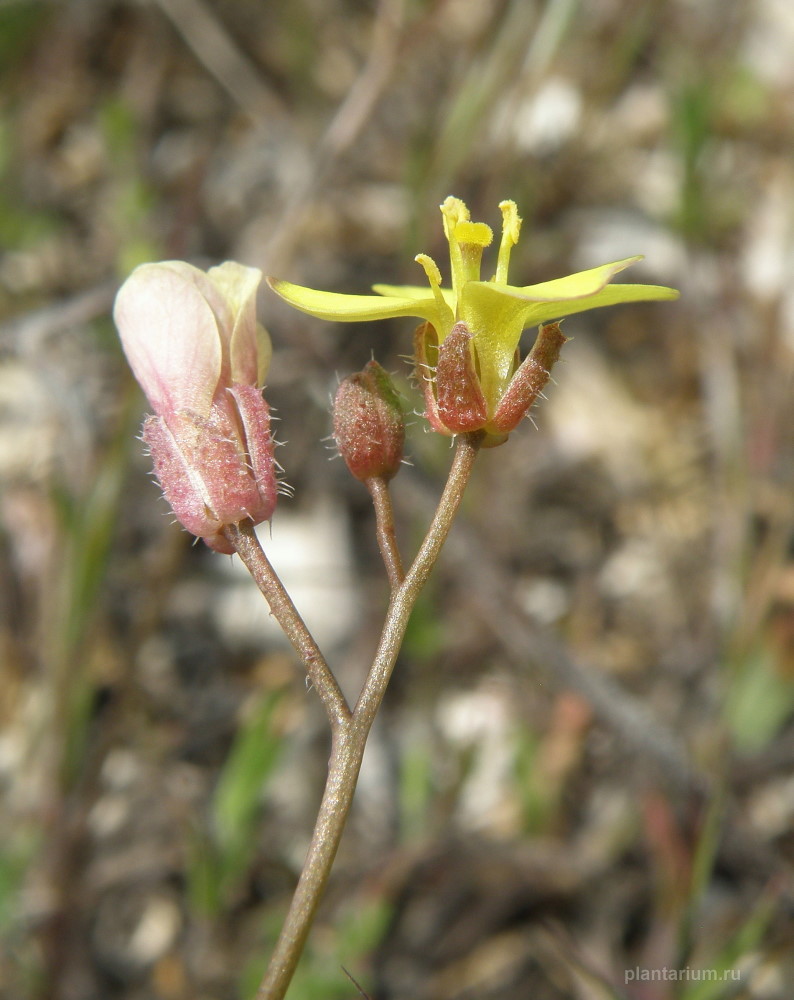 Изображение особи Diplotaxis muralis.