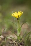 род Tragopogon. Цветущее растение. Краснодарский край, м/о г. Новороссийск, южный склон Маркотхского хребта, каменистый склон. 02.05.2021.