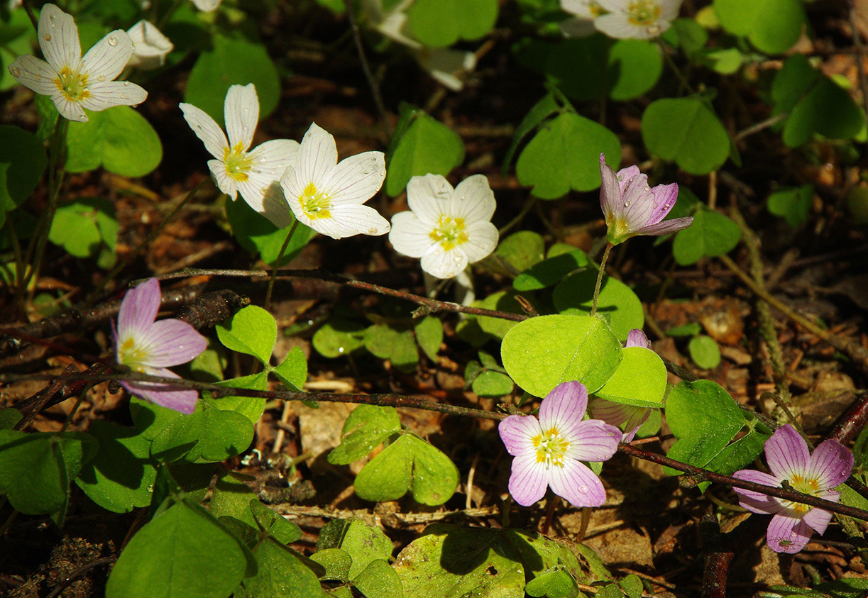 Изображение особи Oxalis acetosella.