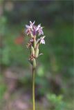 Dactylorhiza fuchsii. Верхушка побега с отцветающим соцветием и завязавшимися плодами. Мурманская обл., Кандалакшский р-н, северный склон Ивановой горы, зеленомошный хвойный лес (Picea, Pinus) с участием Betula. 21.07.2020.