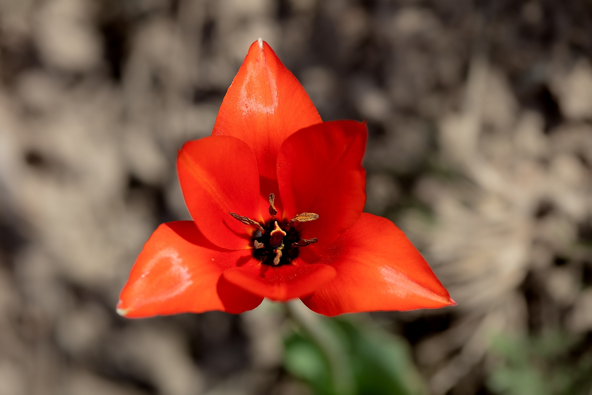 Image of Tulipa zenaidae specimen.