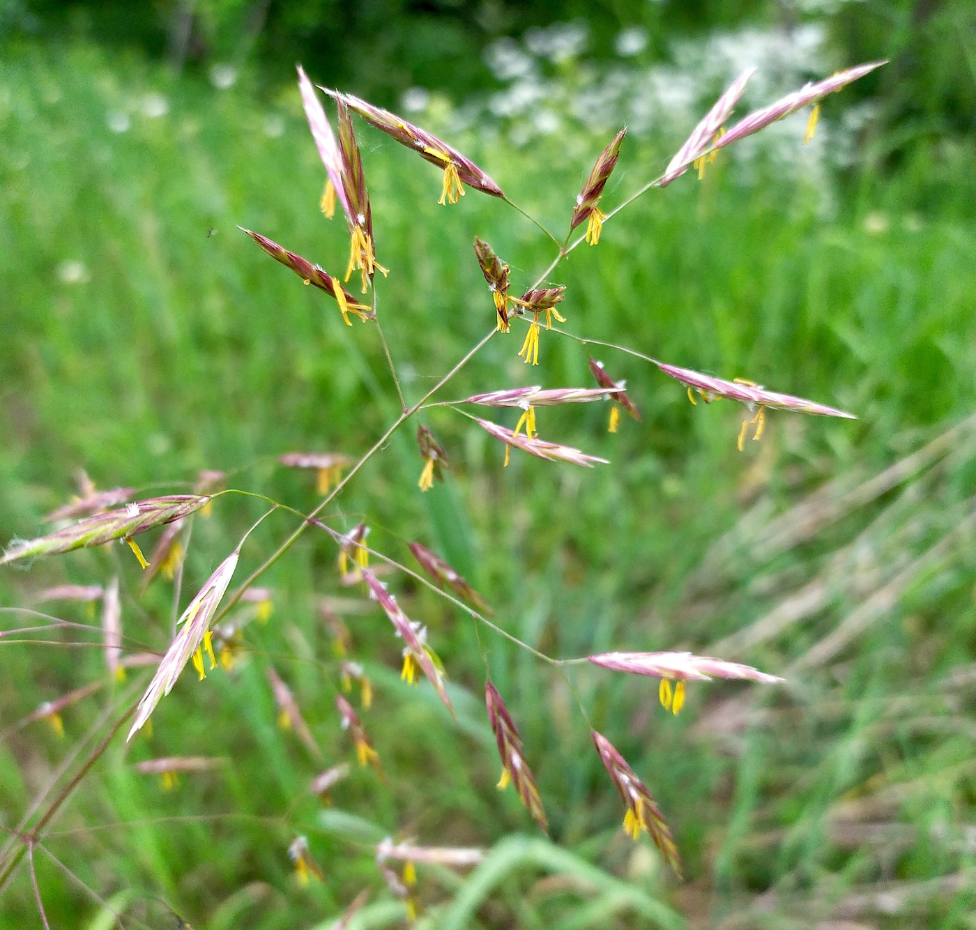 Изображение особи Bromopsis inermis.