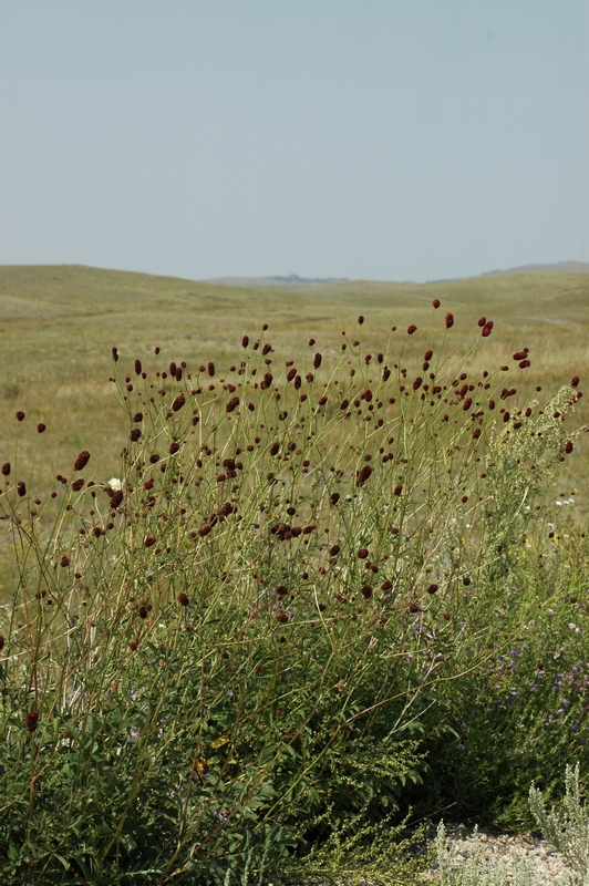 Image of Sanguisorba officinalis specimen.