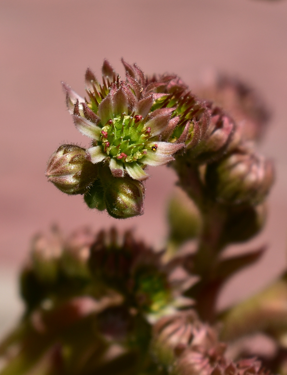 Image of Sempervivum tectorum specimen.