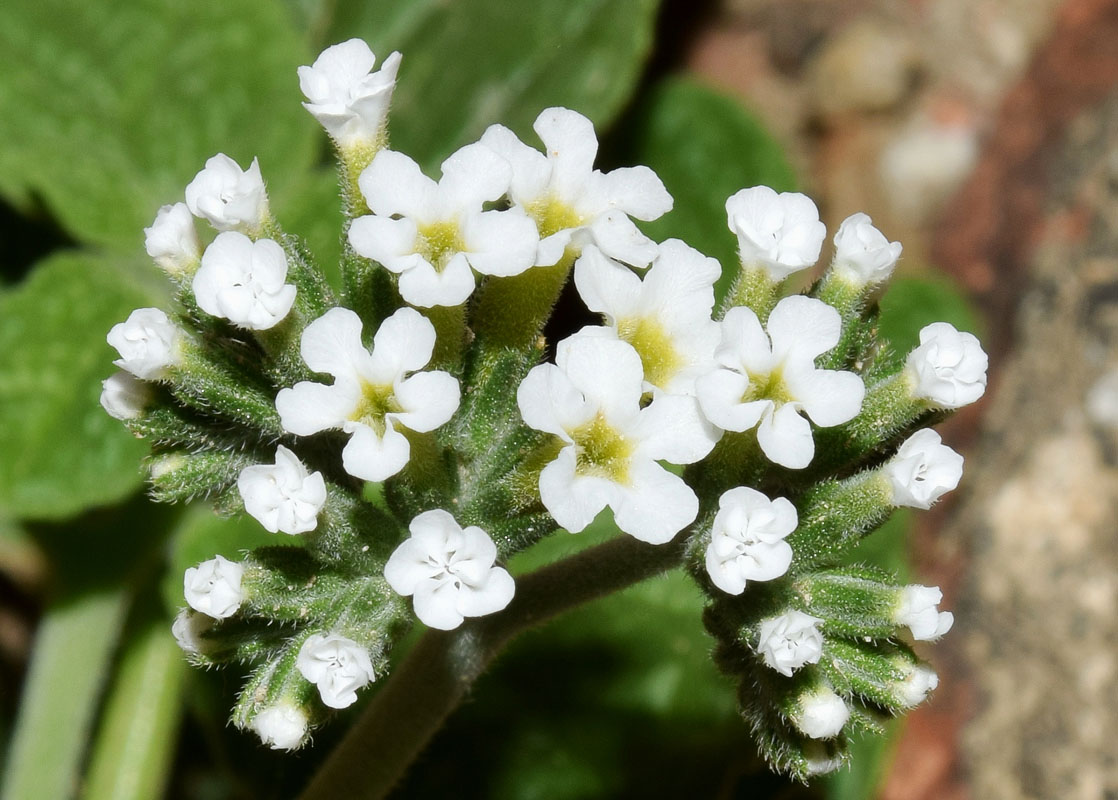 Изображение особи Heliotropium olgae.