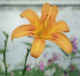 Hemerocallis &times; hybrida