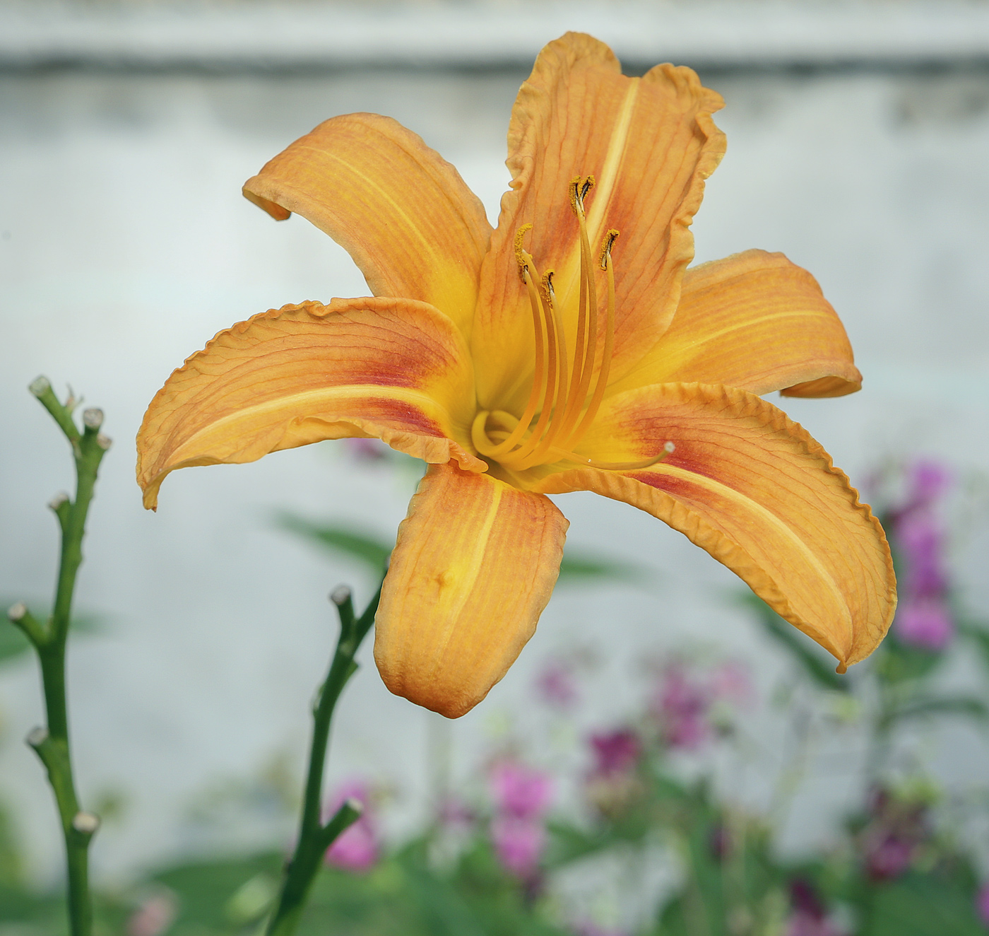 Image of Hemerocallis &times; hybrida specimen.