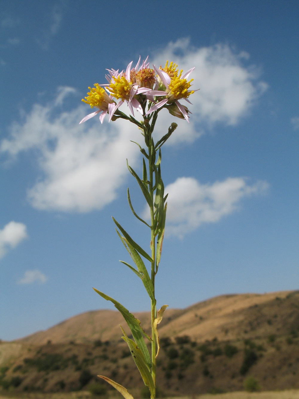 Image of Galatella coriacea specimen.