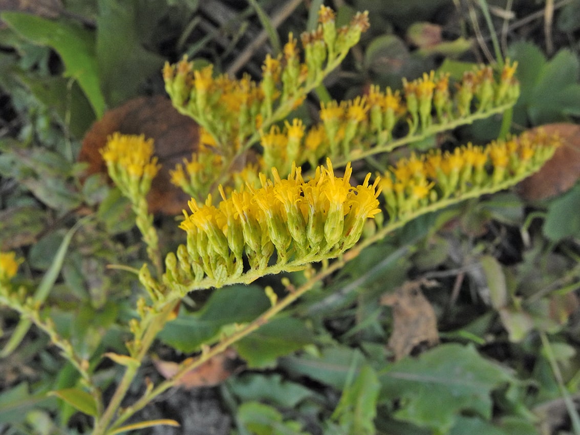 Image of Solidago rugosa specimen.