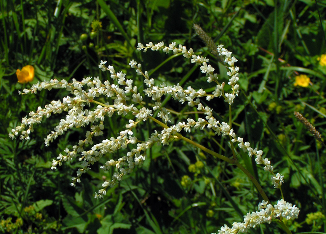 Изображение особи Aconogonon alpinum.