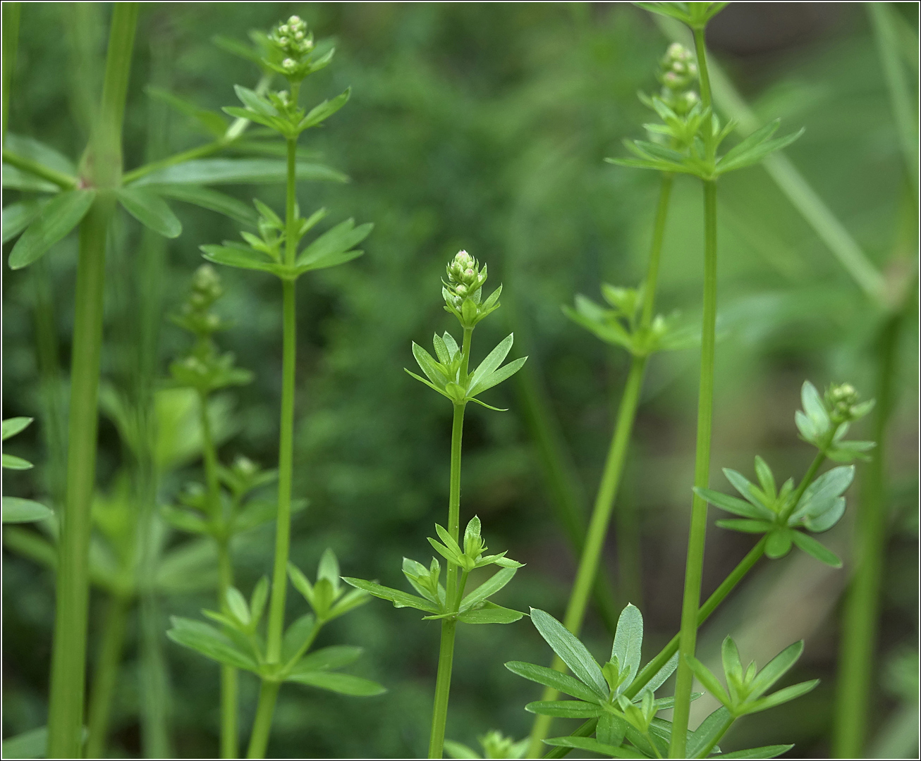 Изображение особи Galium mollugo.