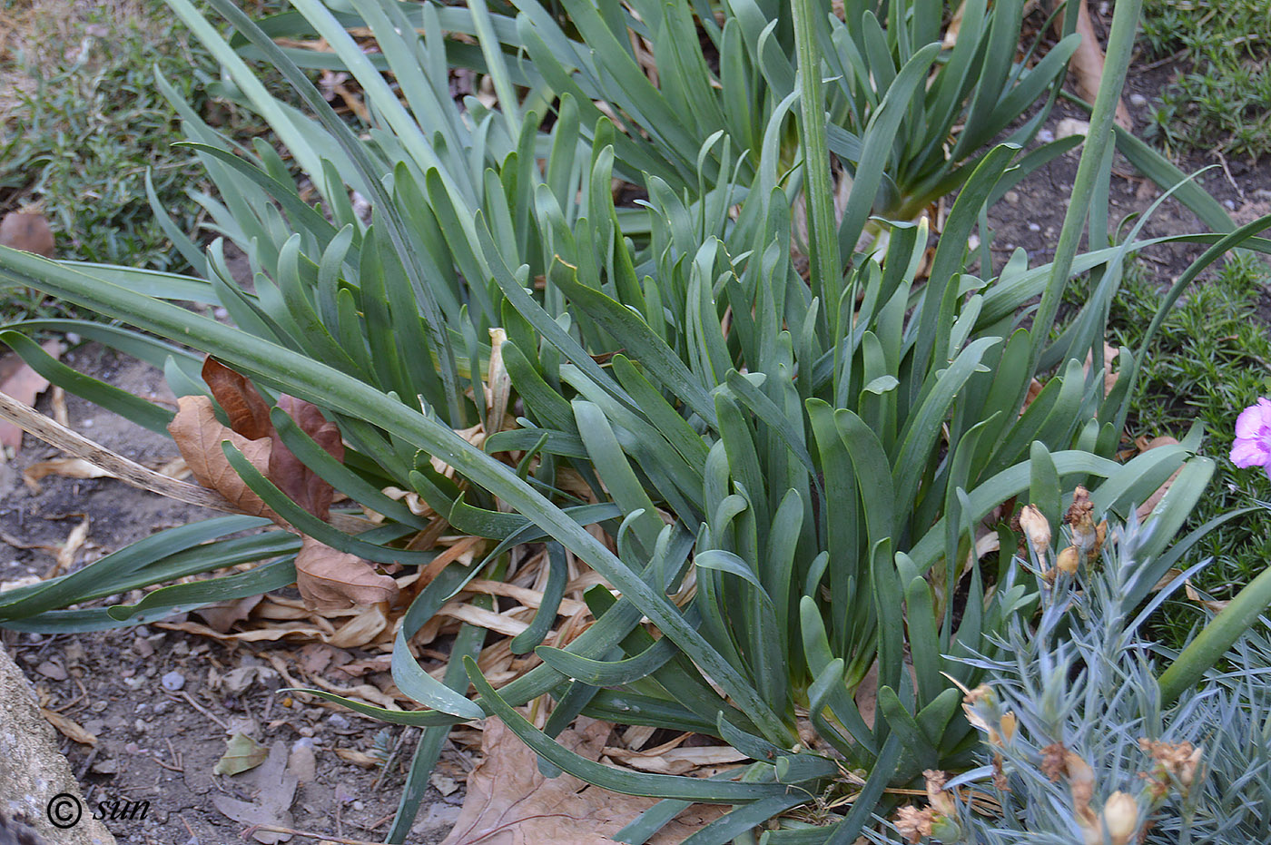 Image of Allium nutans specimen.