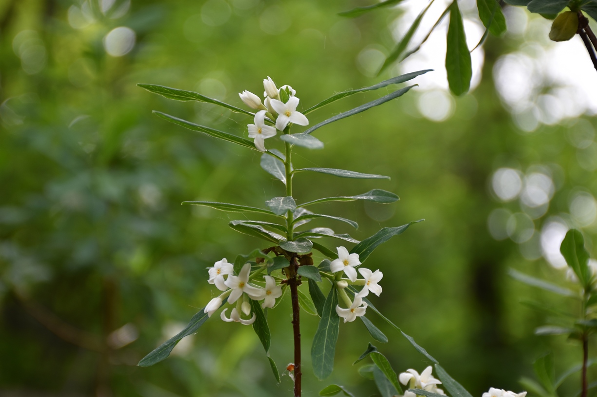 Image of Daphne sophia specimen.