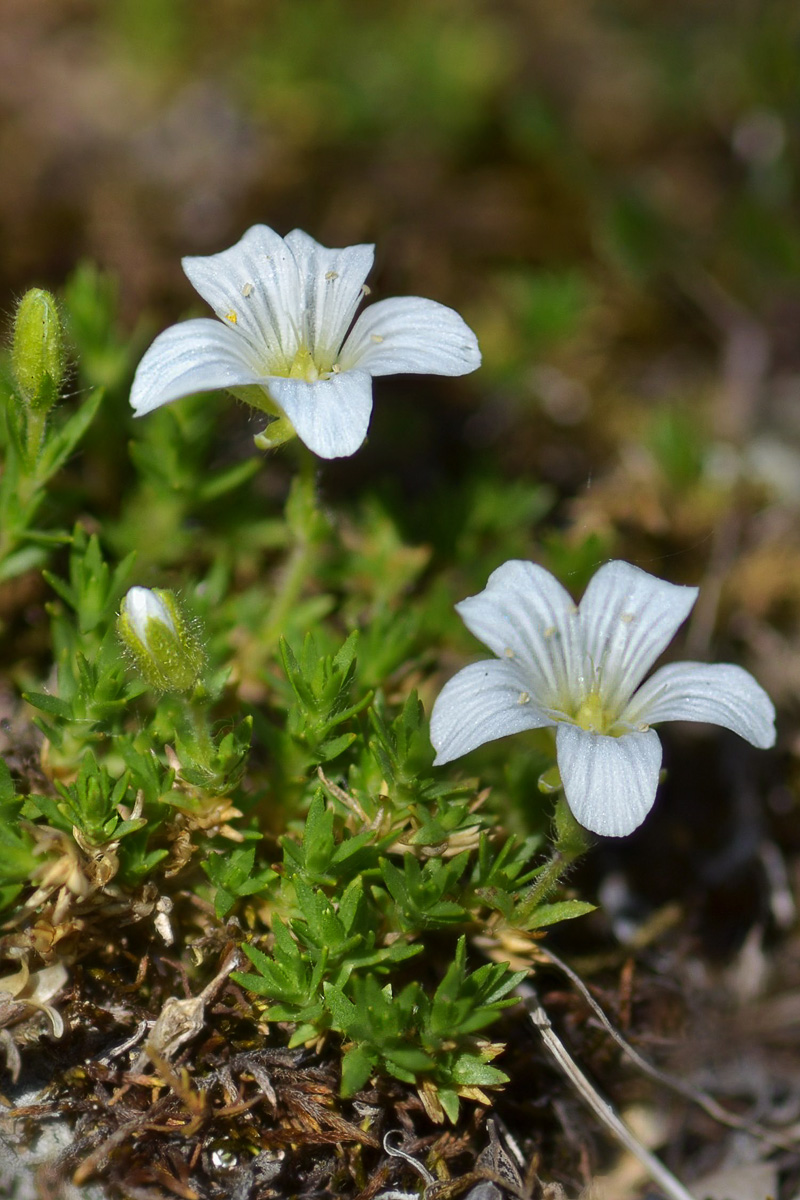 Image of Minuartia imbricata specimen.