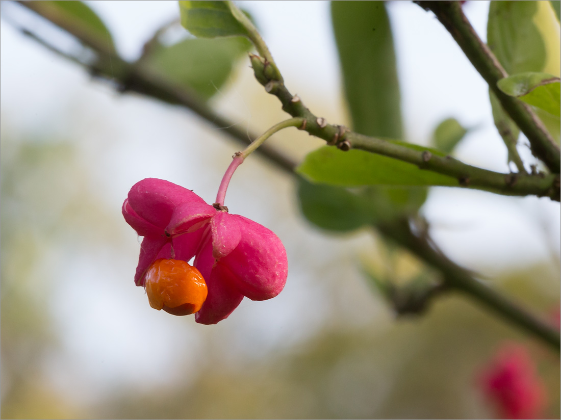 Изображение особи Euonymus europaeus.